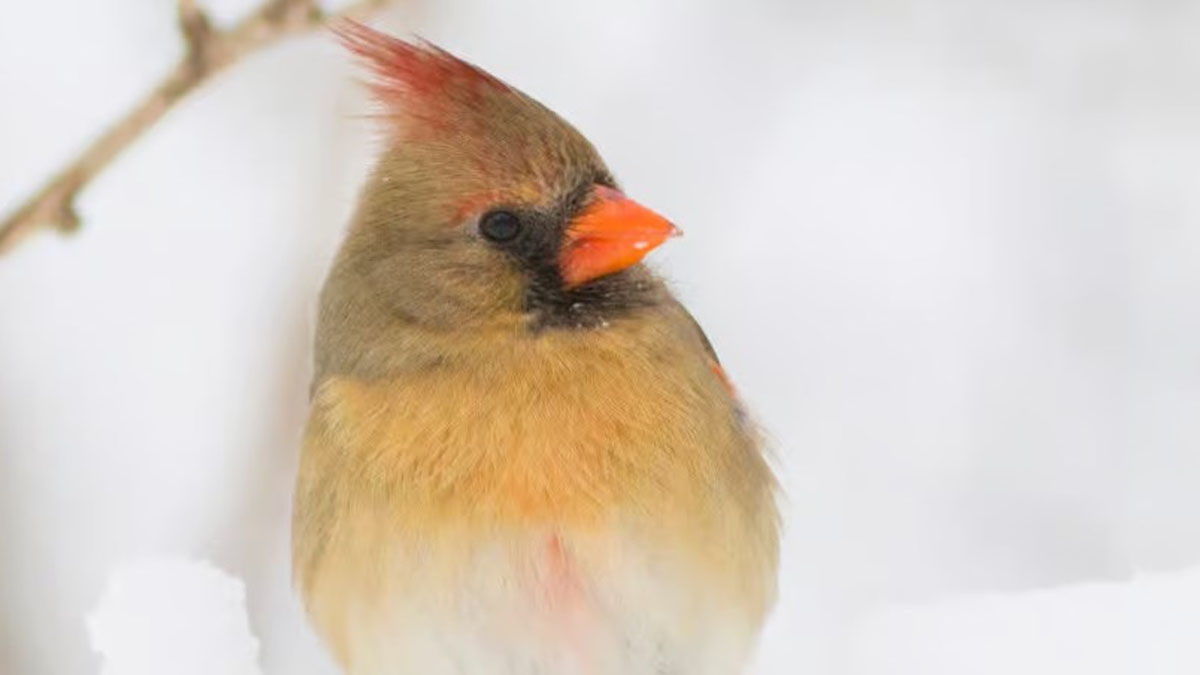 Bird Count and Bingo at Heller Nature Center in Highland Park